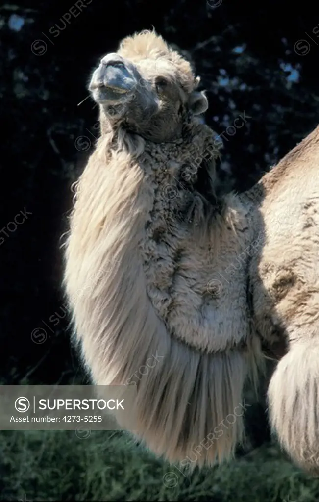 Bactrian Camel Camelus Bactrianus
