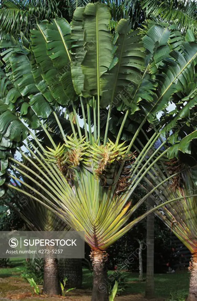 Traveller'S Palm Tree Ravenala Madagascariensis, Hawaii