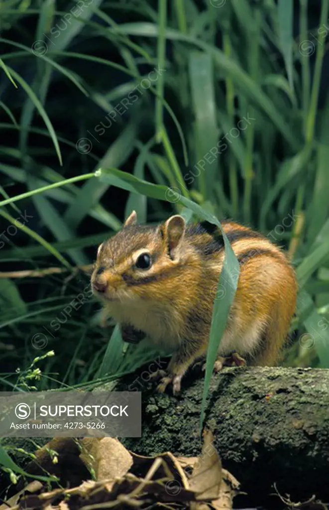 Corean Squirrel Eutamia Sibericus, Adult In Long Grass