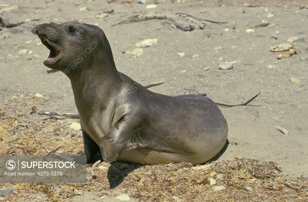 Southern Elephant Seal Mirounga Leonina, Young Calling For Mother, California