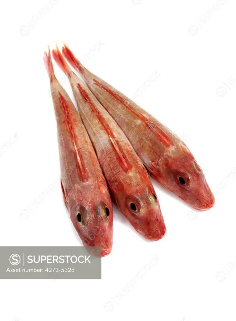 Red Gurnard, Trigla Cuculus, Fishes Against White Background