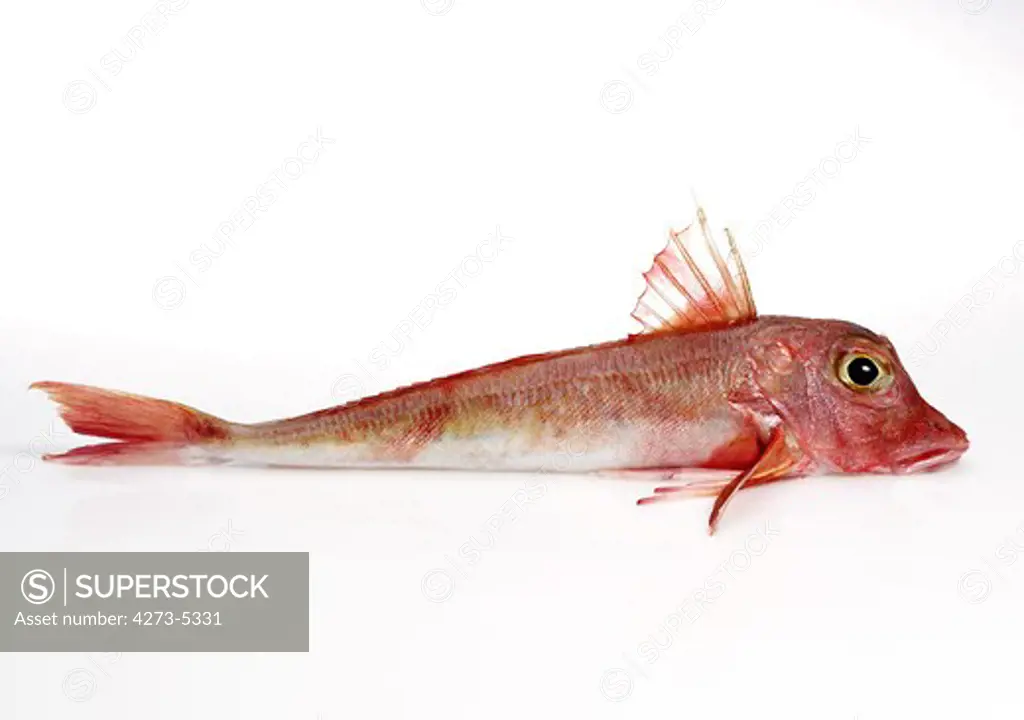 Red Gurnard, Trigla Cuculus, Fresh Fish Against White Background