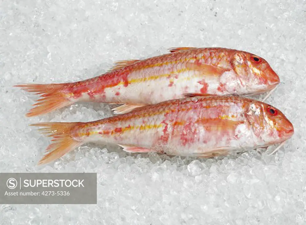 Fresh Gurnard, Mullus Surmuletus, Fishes On Ice