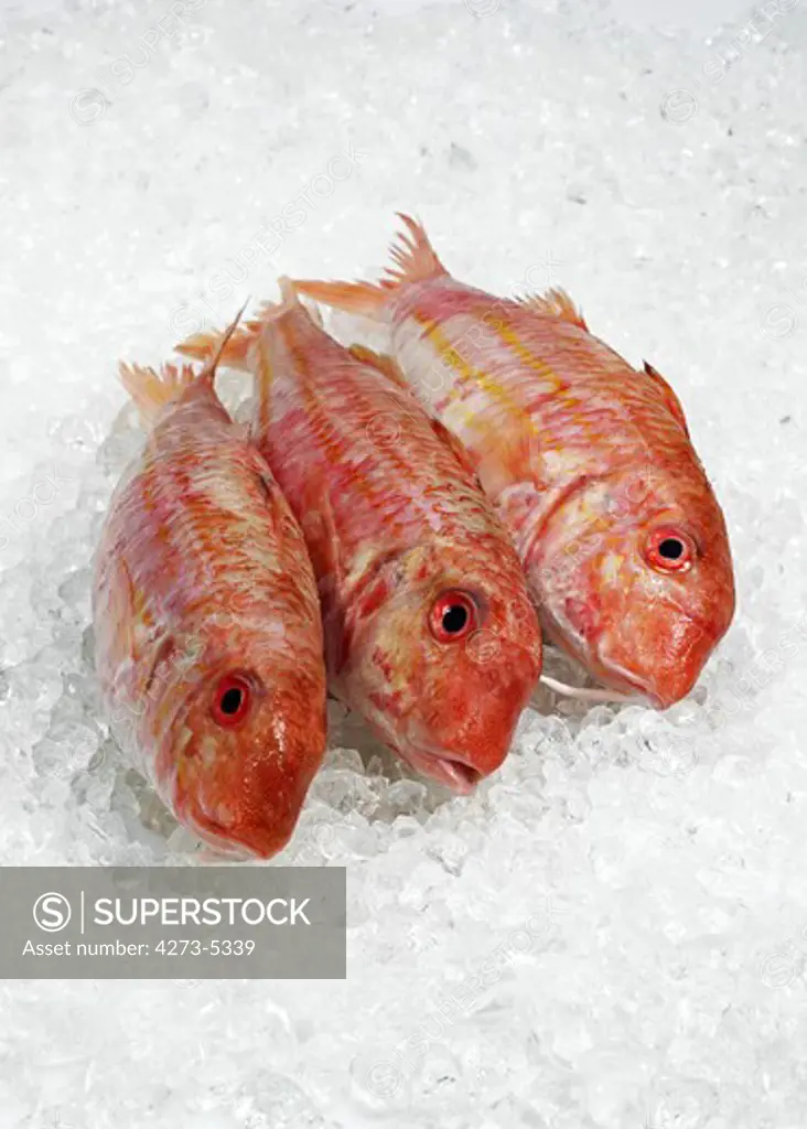Fresh Gurnard, Mullus Surmuletus, Fishes On Ice