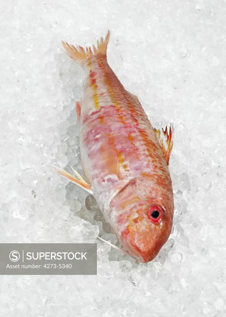 Fresh Gurnard, Mullus Surmuletus, Fish On Ice