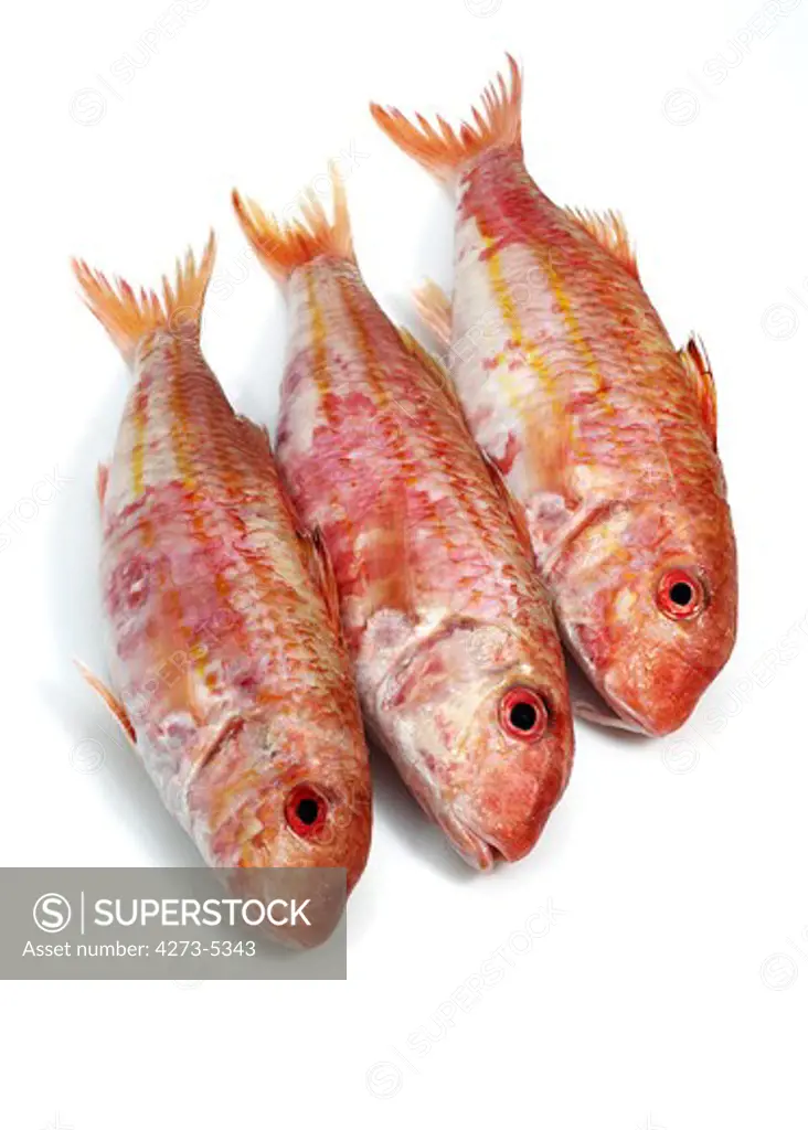 Gurnard, Mullus Surmuletus, Fresh Fish Against White Background