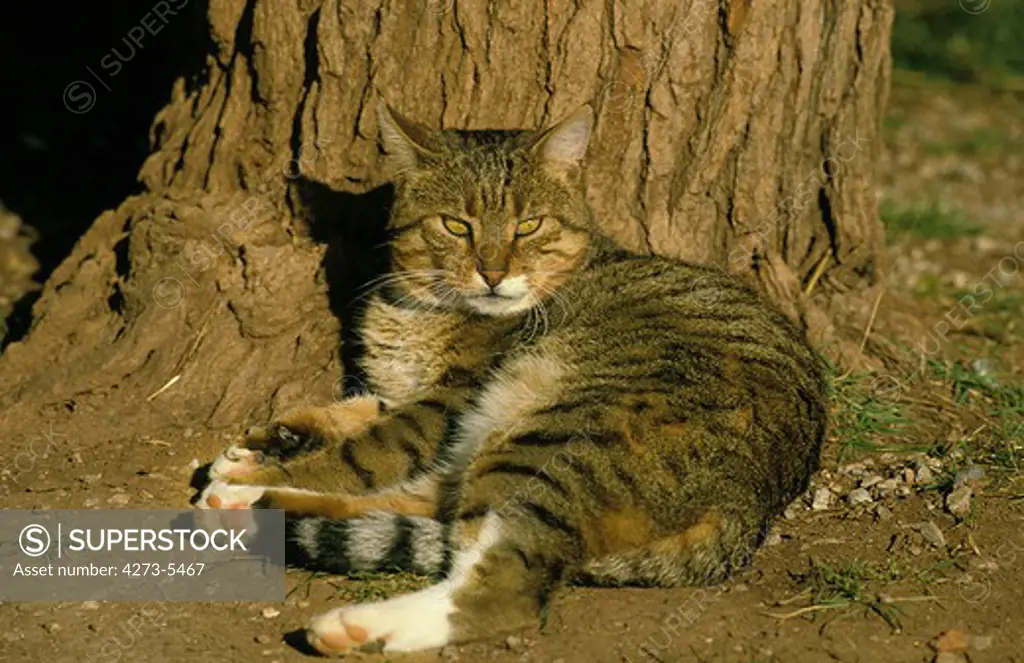 European Brown Tabby Domestic Cat, Adult Laying Down