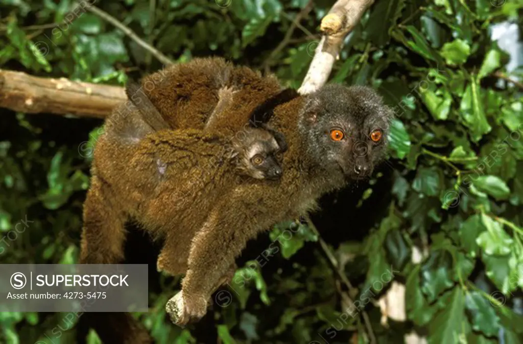 White Fronted Brown Lemur Eulemur Fulvus Albifrons, Female Carrying Baby On Its Back