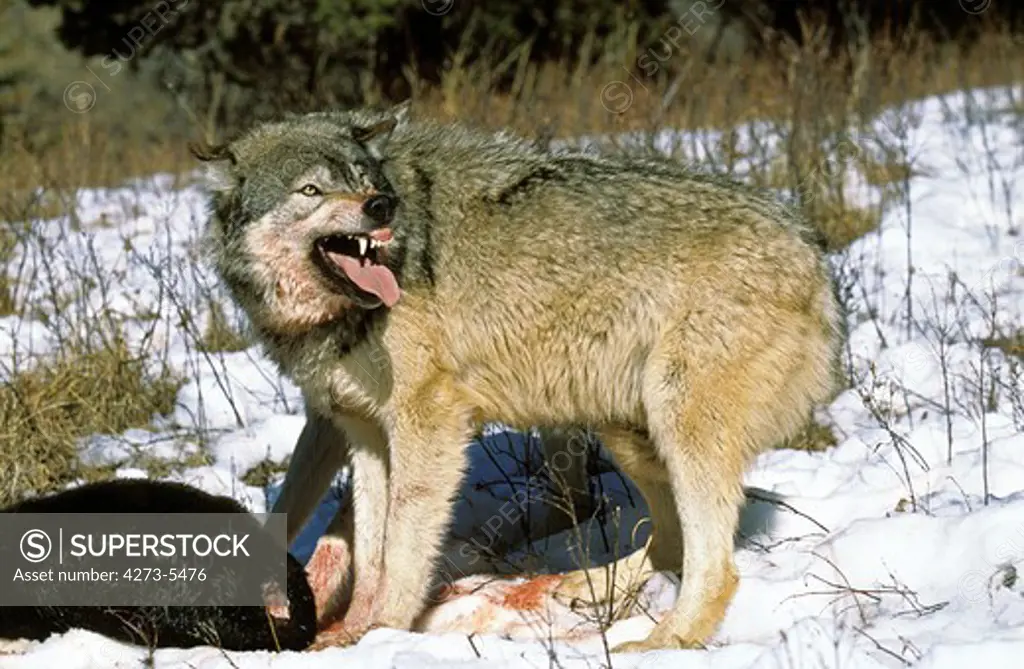 North American Grey Wolf, Canis Lupus Occidentalis, Adult With Prey, Canada