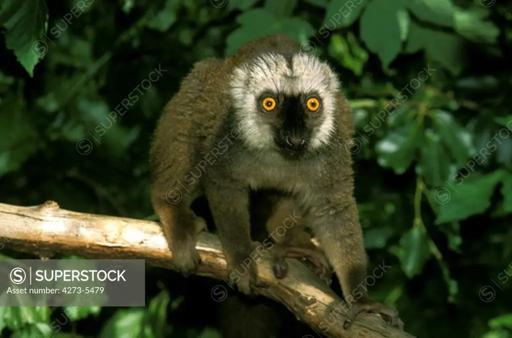 White Fronted Brown Lemur Eulemur Fulvus Albifrons, Male Standing On Branch