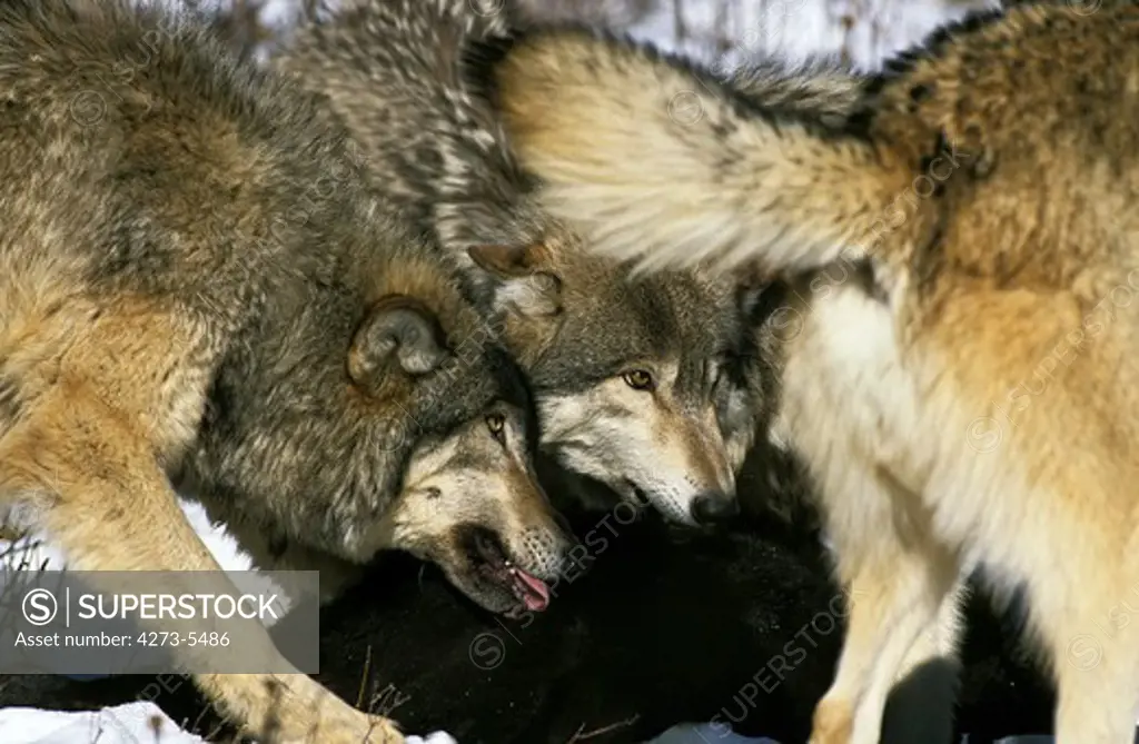 North American Grey Wolf Canis Lupus Occidentalis, Group Eating Prey, Canada
