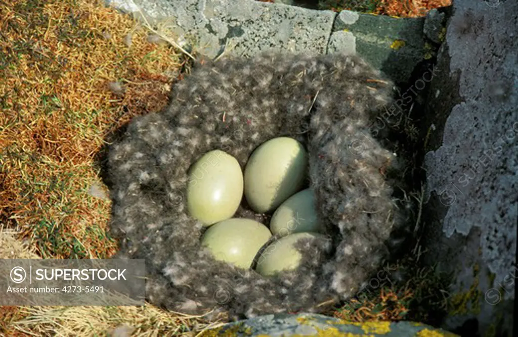 Common Eider Somateria Mollissima, Eggs In Nest, Scotland
