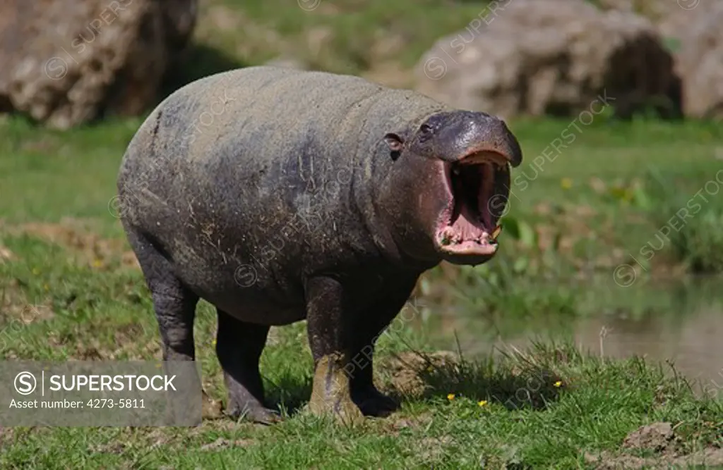 Pygmy Hippopotamus, Choeropsis Liberiensis, Adult Yawning