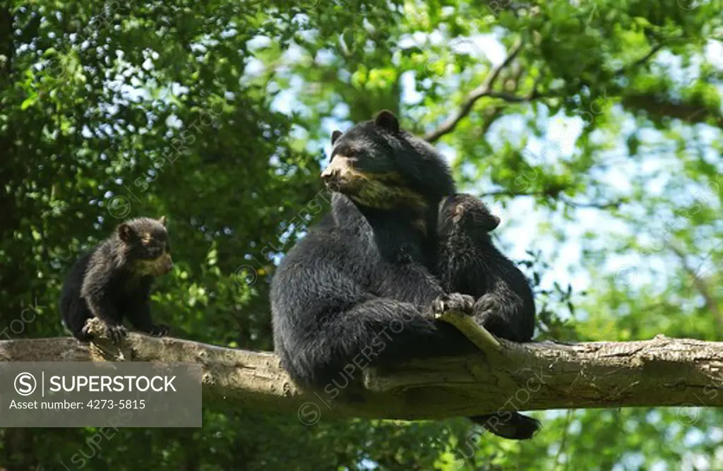 Spectacled Bear, Tremarctos Ornatus, Female With Cub