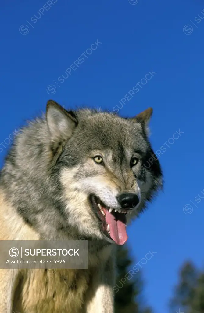 North American Grey Wof, Canis Lupus Occidentalis, Portrait Of Adult With Tongue Out