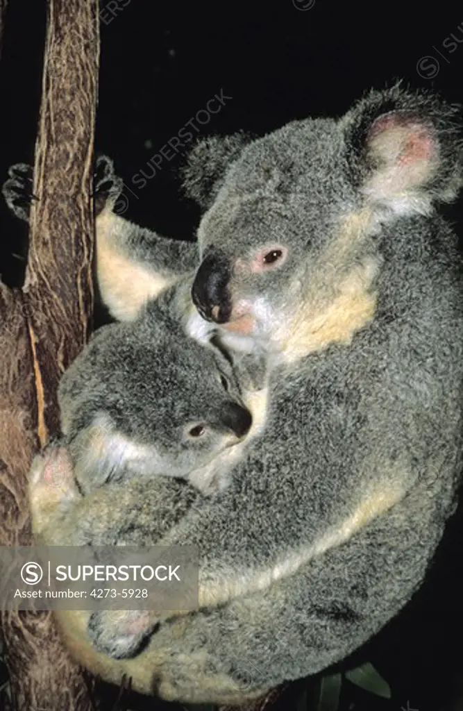 Koala, Phascolarctos Cinereus, Mother And Baby, Australia