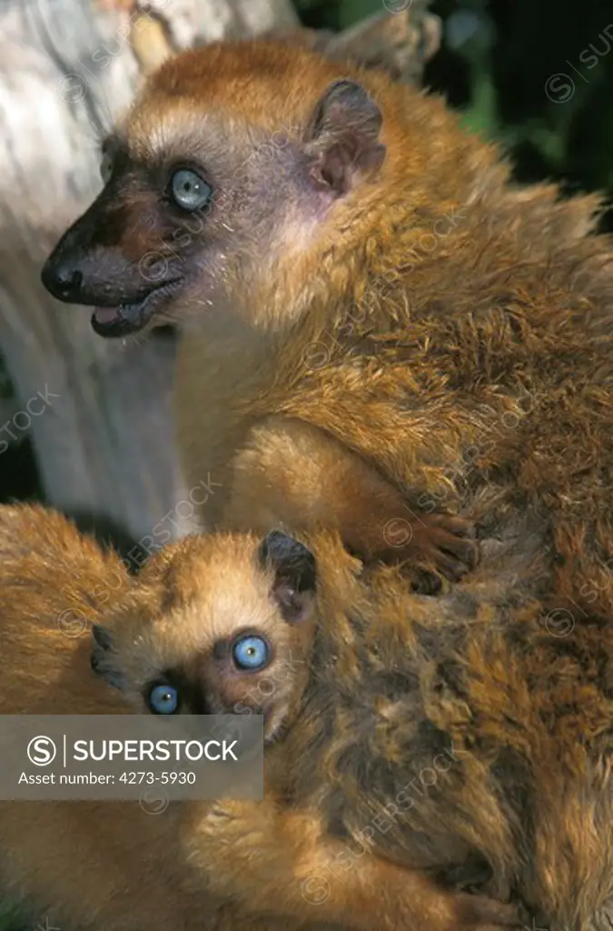 Black Lemur, Eulemur Macaco, Female With Young