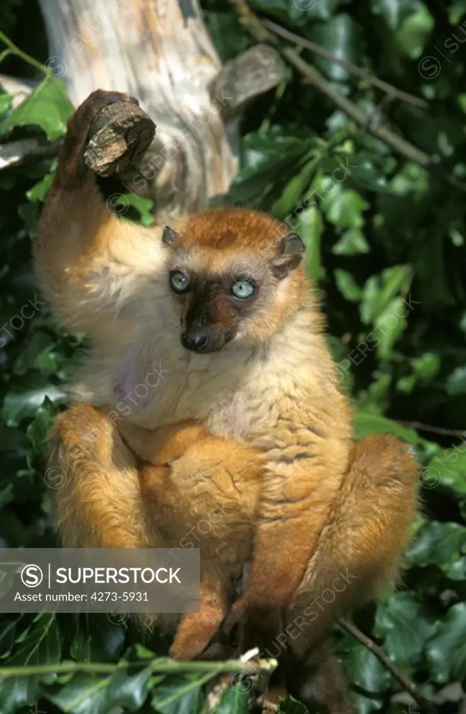 Black Lemur, Eulemur Macaco, Female Standing On Branch