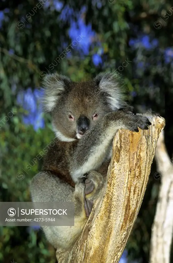 Koala, Phascolarctos Cinereus, Adult, Australia