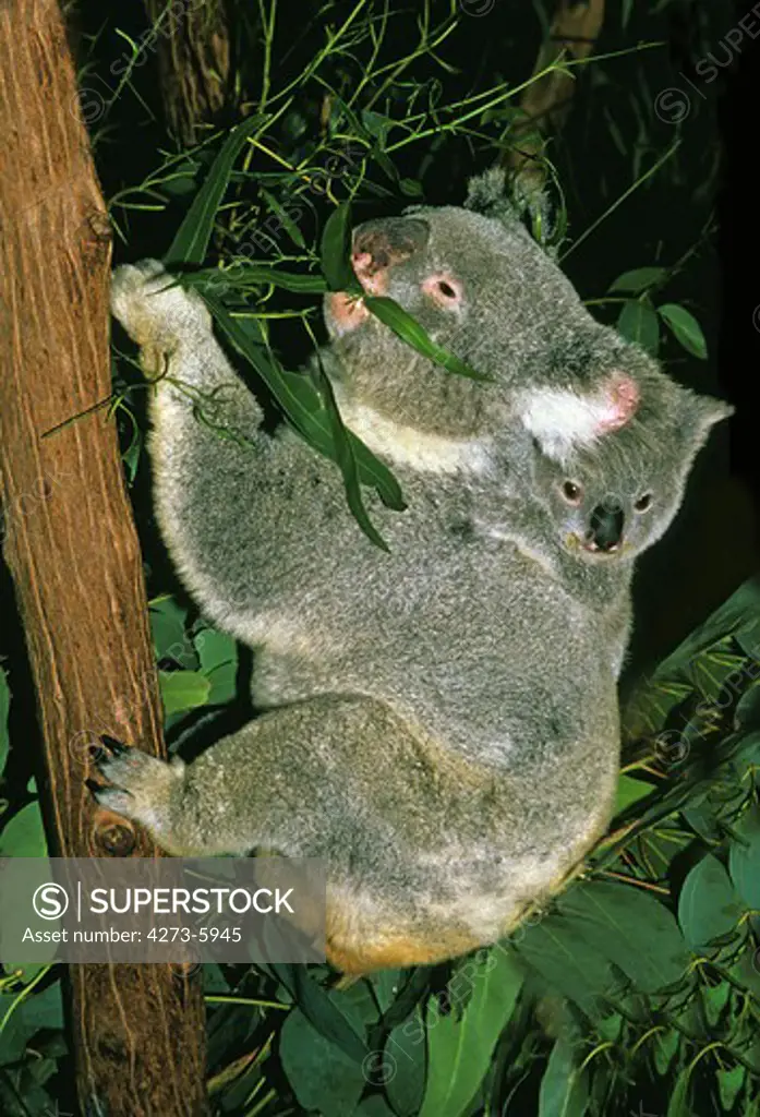 Koala, Phascolarctos Cinereus, Female With Young On Its Back, Australia
