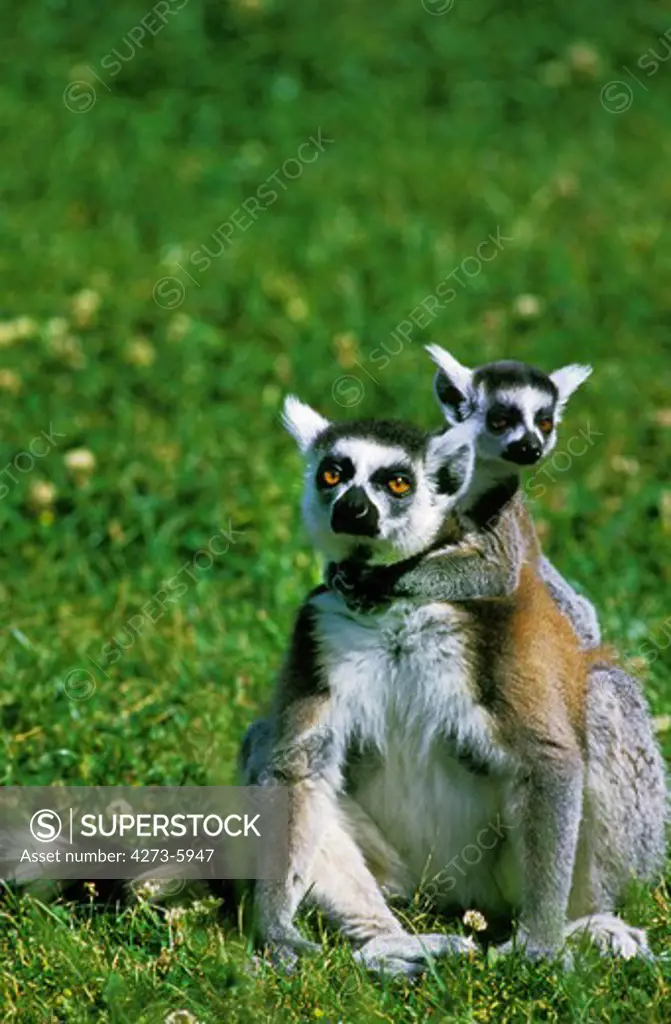 Ring Tailed Lemur, Lemur Catta, Female Sitting With Young