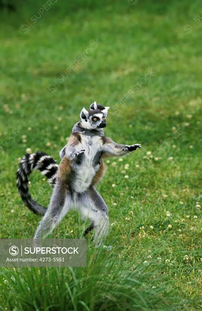 Ring Tailed Lemur, Lemur Catta, Female Carrying Young On Its Back