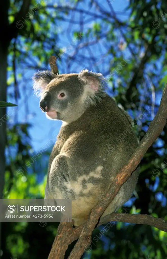 Koala, Phascolarctos Cinereus, Adult Sitting On Branch, Australia