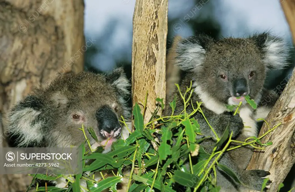 Koala, Phascolarctos Cinereus, Mother With Young Eating Eucalyptus Leaves, Australia