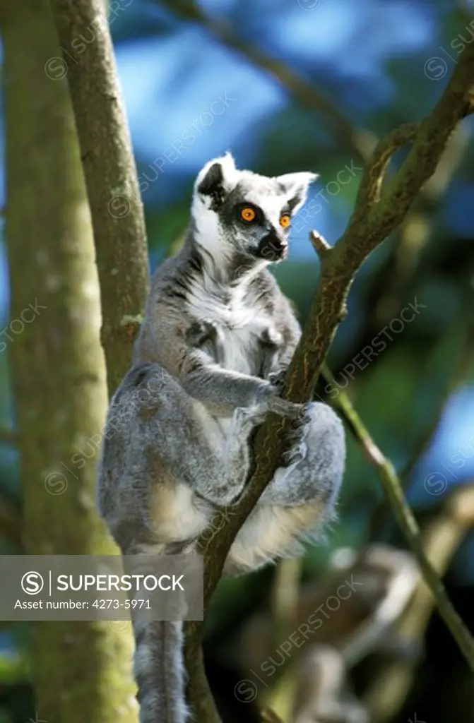 Ring Tailed Lemur, Lemur Catta, Adult Sitting On Branch