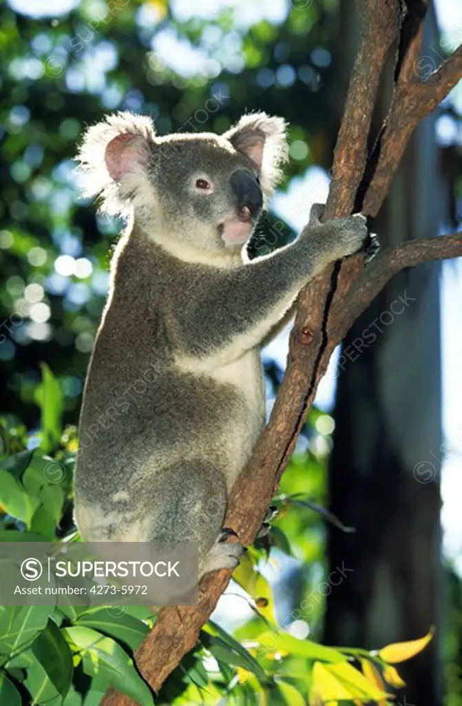 Koala, Phascolarctos Cinereus, Adult, Australia