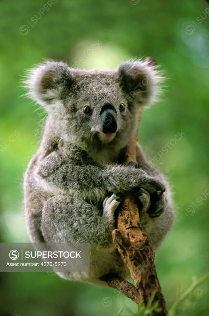 Koala Phascolarctos Cinereus, Female