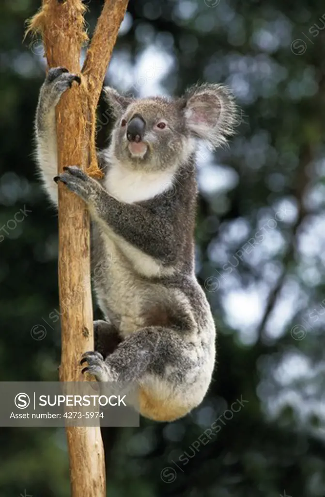 Koala, Phascolarctos Cinereus, Adult Climbing Branch, Australia