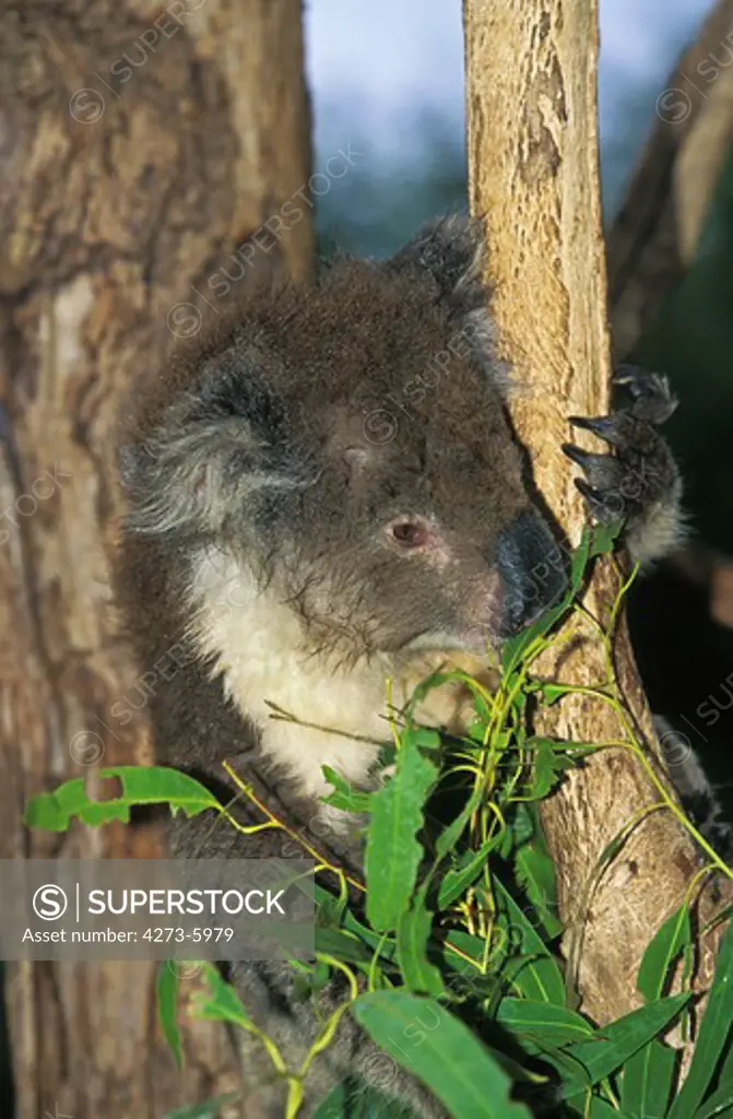 Koala, Phascolarctos Cinereus, Adult Eating Eucalyptus Leaves, Australia