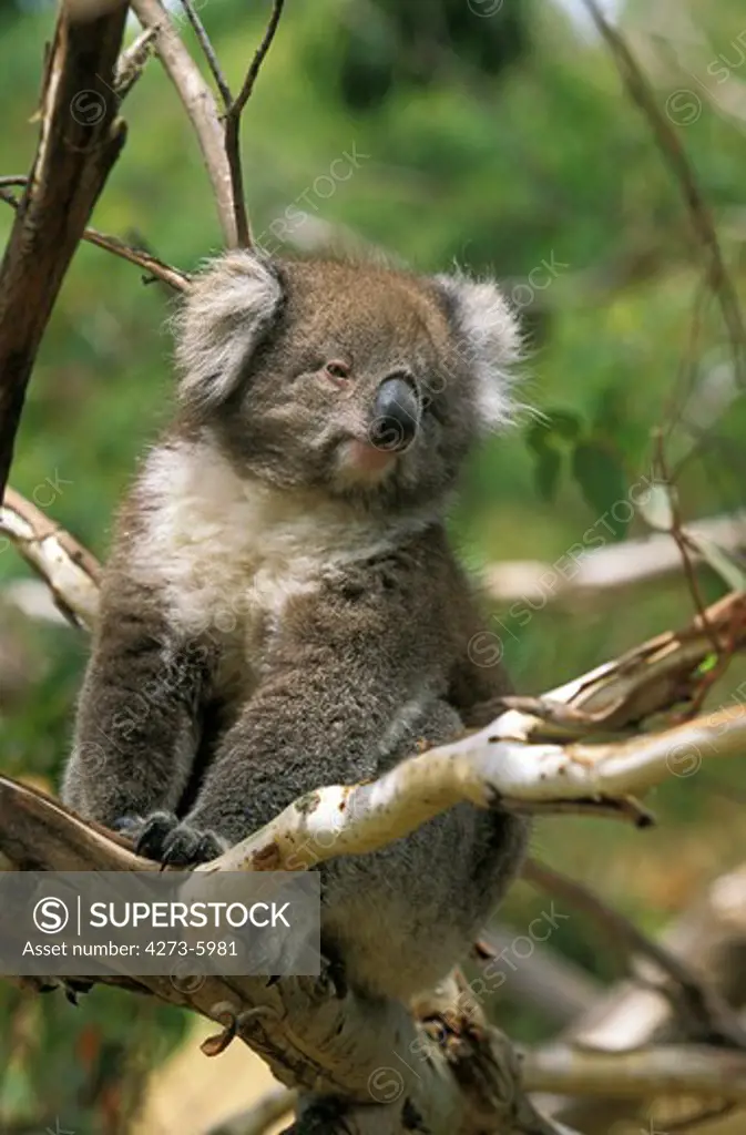 Koala, Phascolarctos Cinereus, Adult Sitting On Branch, Australia