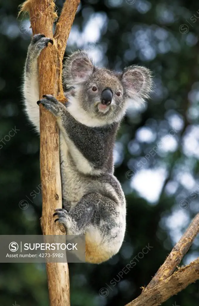 Koala Phascolarctos Cinereus, Adult Hanging From Branch