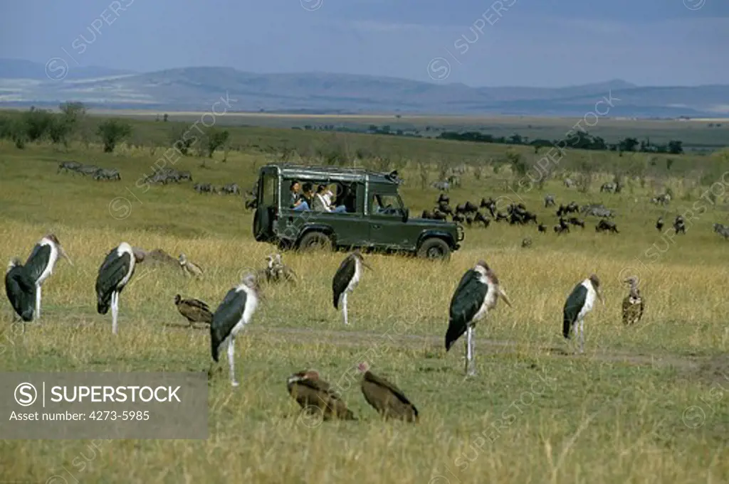 Tourist In 4 Wheel Drive Vehicule Watching Marabou Storks, Masai Mara Park In Kenya