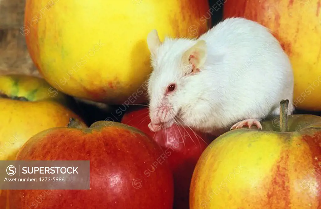 White Mouse, Mus Musculus, Adult Standing On Apples
