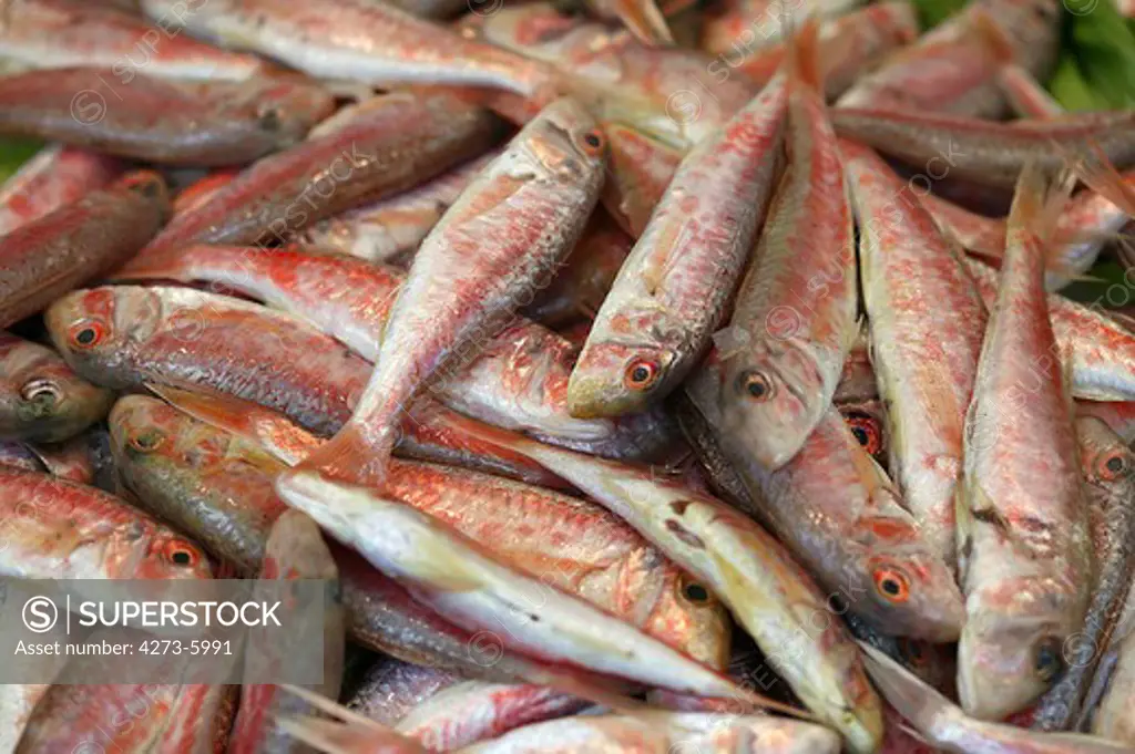 Gurnard, Mullus Surmuletus, Fresh Fish At Fish Stall
