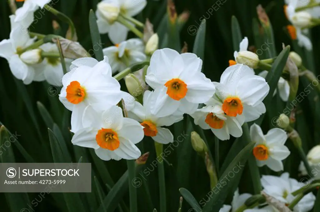 Poet'S Narcissus, Narcissus Poeticus, Flower Bed
