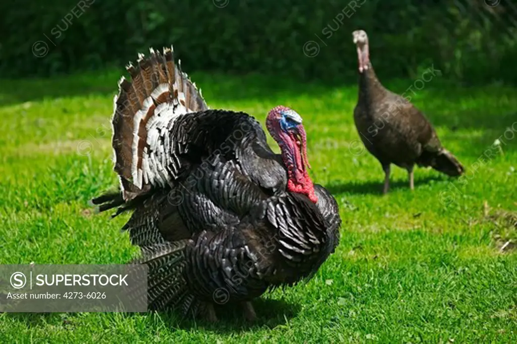 American Bronze Turkey, Female With Male Displaying With Tail Fanned Out