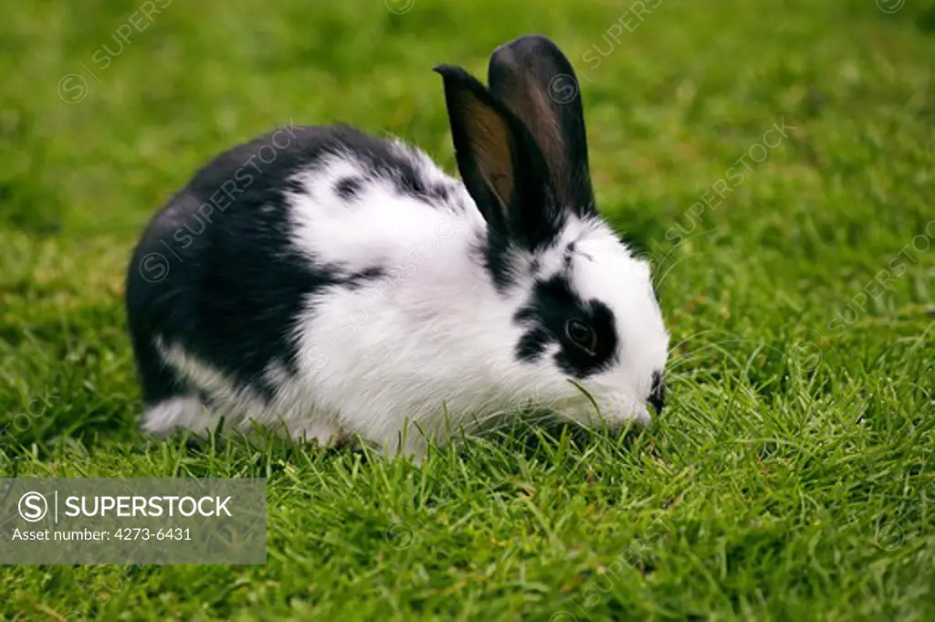 French Rabbit Called Geant Papillon Francais, Adult Standing On Grass