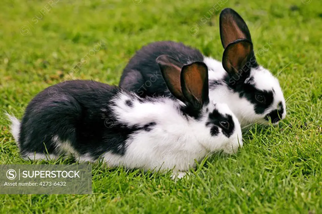 French Rabbit Called Geant Papillon Francais, Adults Standing On Grass