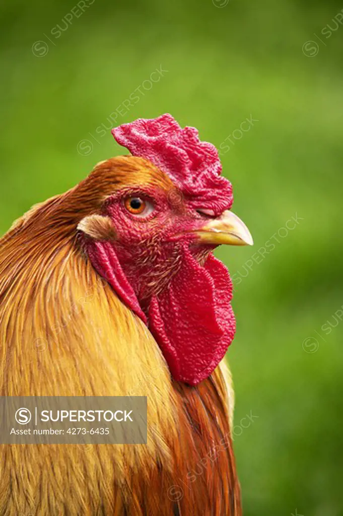Domestic Chikien, Brahma Perdrix Cock, An Indian Breed