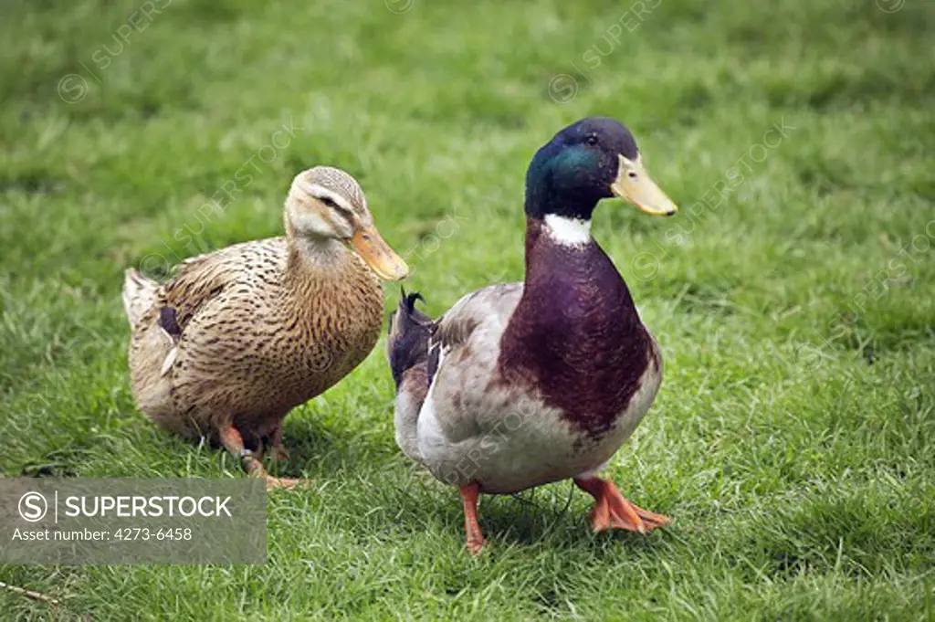 Rouennais Duck, A French Breed From Normandy, Male And Female
