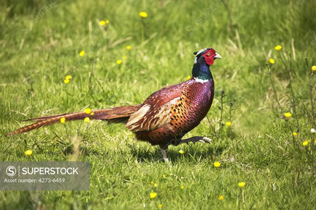 Common Pheasant, Phasianus Colchicus, Male Standing On Grass, Normandy In France