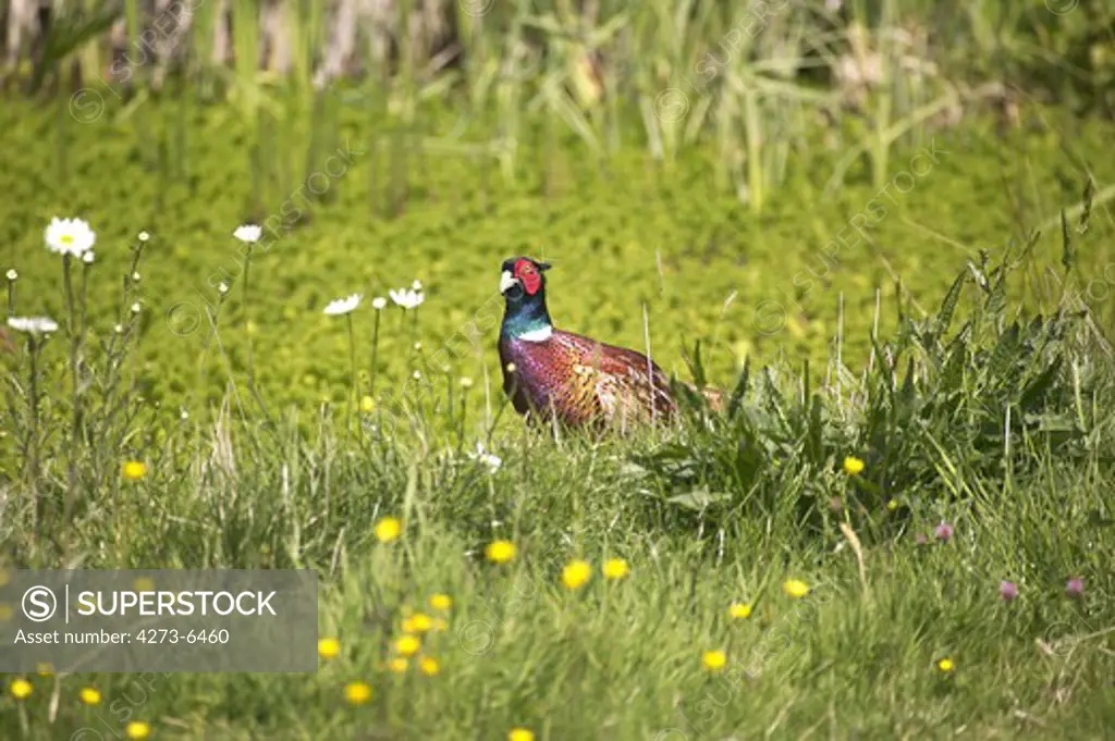 Commmon Pheasant, Phasianus Colchicus, Male Standing In Long Grass, Normandy