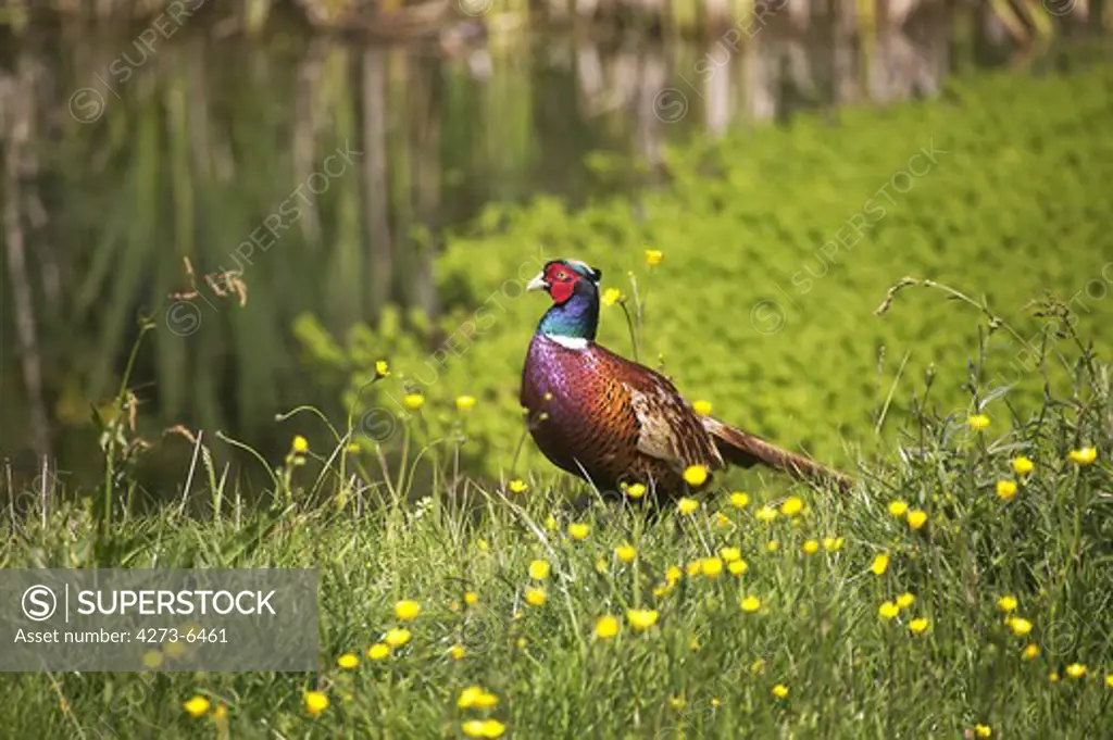Common Pheasant, Phasianus Colchicus, Male Standing In Yellow Flowers, Normandy In France
