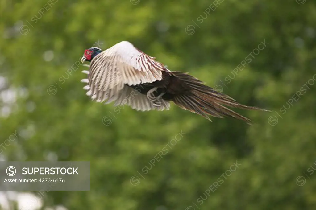 Common Pheasant, Phasianus Colchicus, Male In Flight, Normandy In France