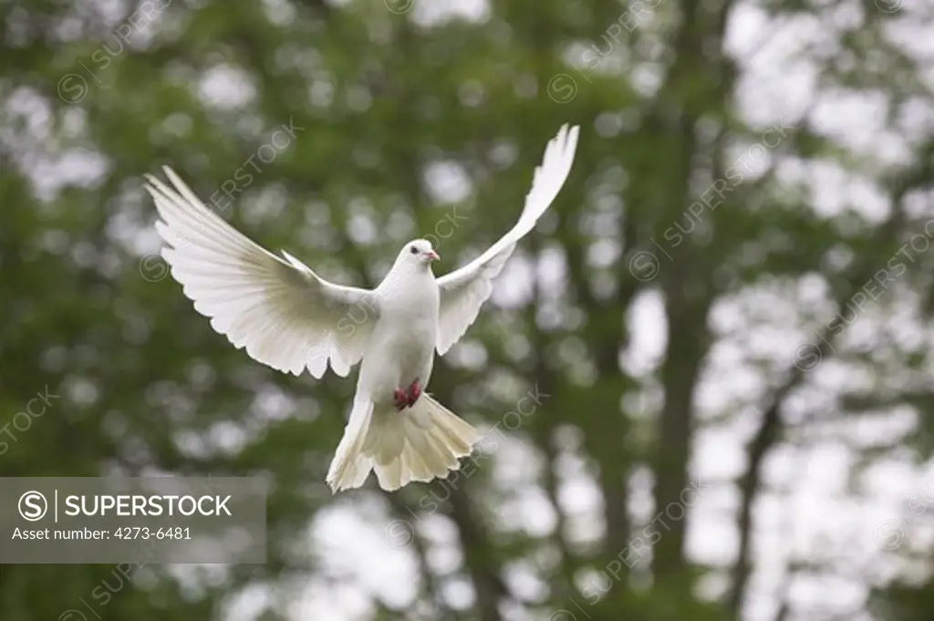 White Fantail Pigeon, Adult In Flight, Normandy