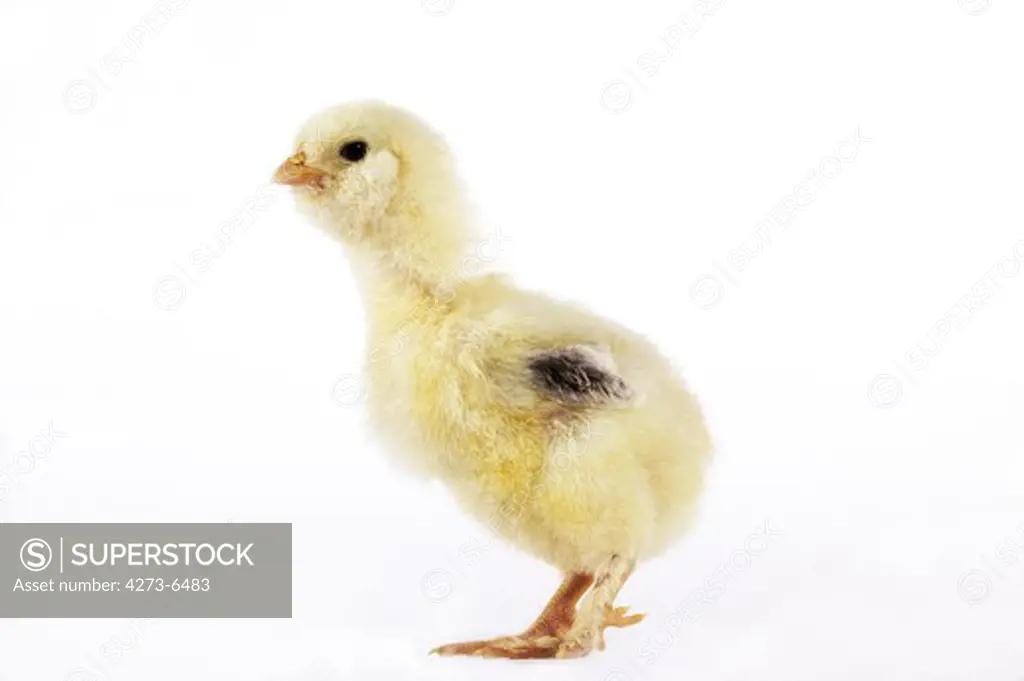 Domestic Chicken, Chick Against White Background